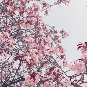 Meet your Posher, Jazmine